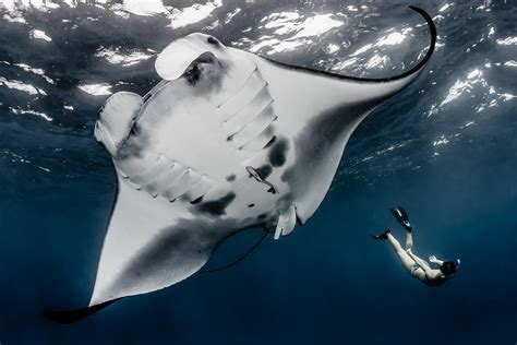 Improving the Conservation Status of Manta Rays - IUCN SOS