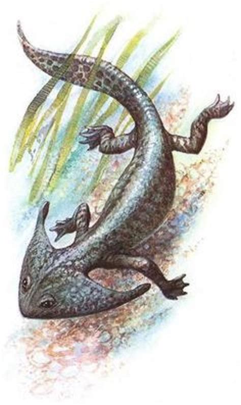 Art illustration - amphibian - Diplocaulus: ( "double which") is an extinct genus of le ...