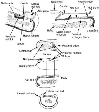 Nail Anatomy: Overview, Gross Anatomy, Nail Growth