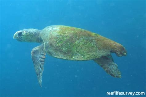 Caretta caretta - Loggerhead Turtle | ReefLifeSurvey.com