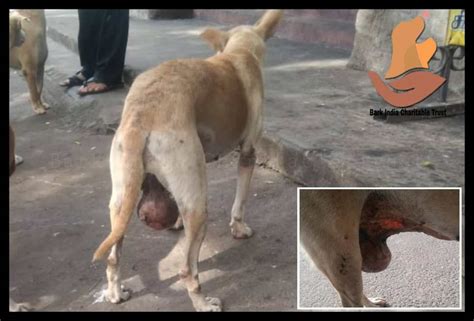 Mammary gland tumor stray dog rescue, surgery and treatment - Bark India