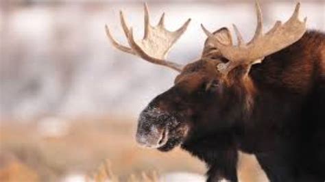 Petition · Change the plural of Moose, to Meese! · Change.org