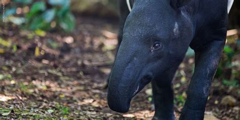 Wildlife Fact Sheet: Malayan Tapir - Rainforest Action Network