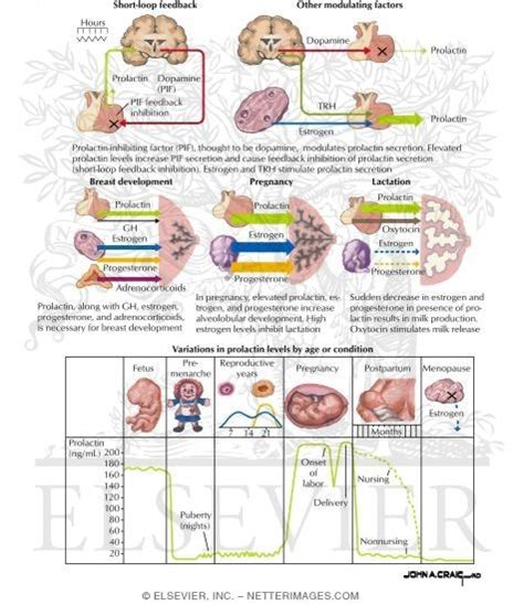 Prolactin