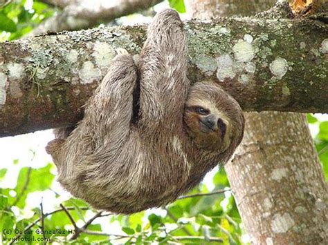 Smiling Sloth hanging from a tree | Sloth photos, Top 10 cutest animals ...