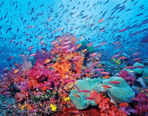 Coral reef - great colors! | The Great Escape | Pinterest | Colors, Of life and The o'jays