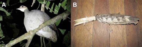 A species in the study area hunted for consumption, (A) Great Tinamou... | Download Scientific ...