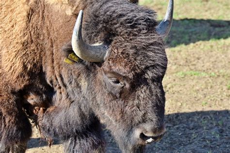 Bison Buffalo Horns American - Free photo on Pixabay - Pixabay