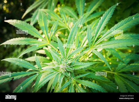 Cannabis sativa, indica, marihuana, hemp, ganja, plant Stock Photo - Alamy