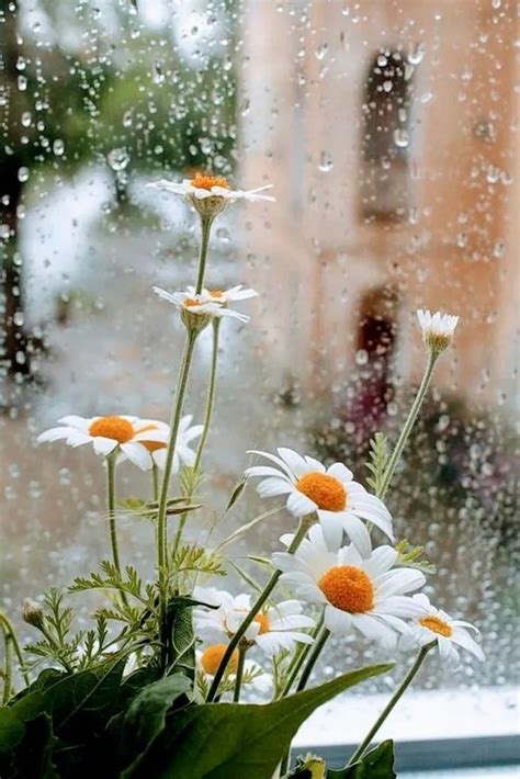 Rainy Day Photography, Rain Photography, Flowers Photography, Umbrellas Photography, White ...