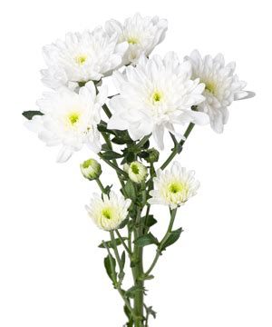 Cúc farm trắng (5 cành) - hoa lẻ | hoa tươi cắt cành