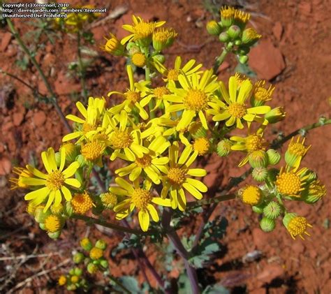 Plant Identification: CLOSED: Which Groundsel or Ragwort in Sedona, AZ ...