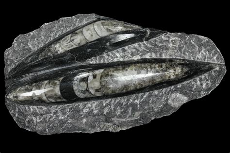 Polished Orthoceras (Cephalopod) Fossils - Morocco For Sale (#96648) - FossilEra.com