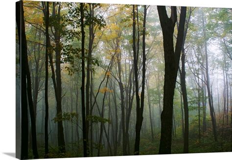 Misty Forest In Autumn Wall Art, Canvas Prints, Framed Prints, Wall ...