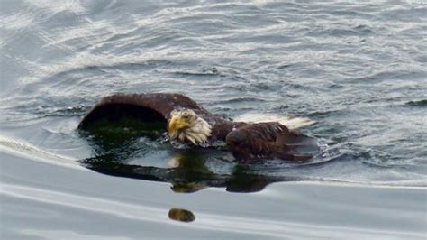 Bald eagles spotted swimming in Belcarra, B.C. | CBC News