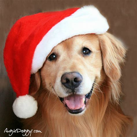 Golden Retriever Christmas Wallpaper With Dogs - Pets Lovers