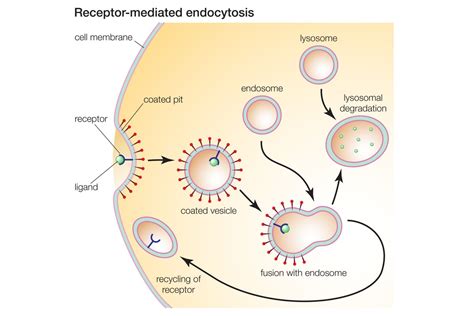 A Definition of Endocytosis With Steps and Types