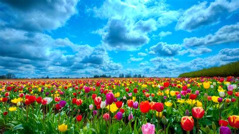 A field of tulips | Beautiful flowers wallpapers, Field wallpaper, Flowers nature