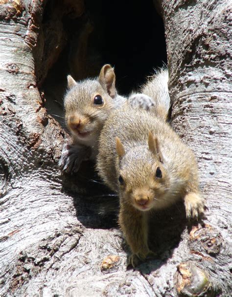 baby squirrels in nest | Flickr - Photo Sharing!