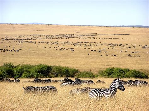 Wildlife at Masai Mara Free Photo Download | FreeImages