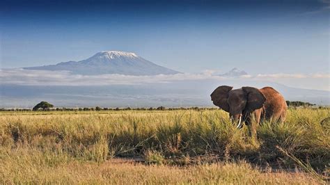 Born Free Foundation - Wildlife Conservation | Land Rover Philippines