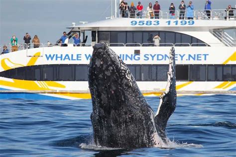 Sydney: 3-Hour Whale Watching Tour by Catamaran | GetYourGuide