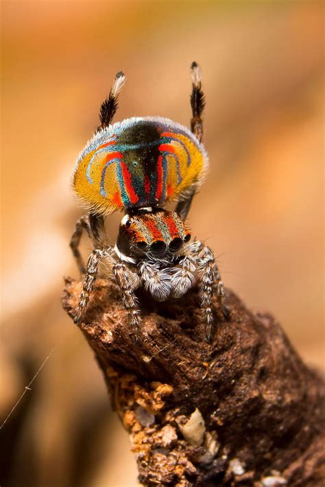 🔥 This male peacock spider performing his mating display. 🔥🔥🔥 ...