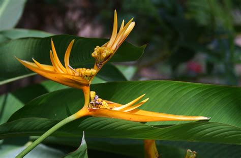 Bird Of Paradise Free Stock Photo - Public Domain Pictures