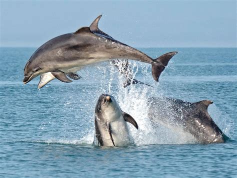 Dolphin Spotting Boat Trips | VisitWales