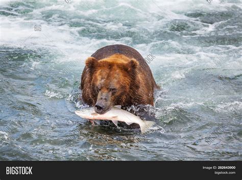 Grizzly Bear Hunting Image & Photo (Free Trial) | Bigstock