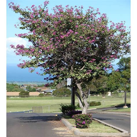 Hong Kong Orchid Tree Deciduous Trees Mature Perth WA