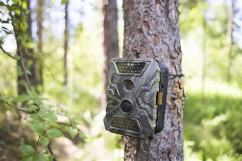 8 Best Trail Cameras for Hunting and Game Surveillance