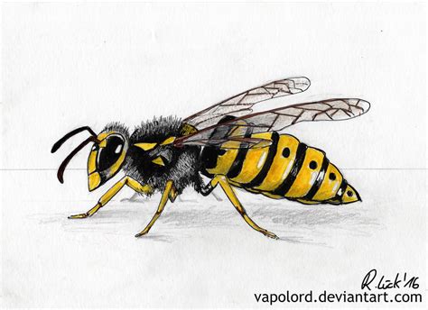 Wasp Drawing ~ Wasp By Aisekdragon On Deviantart | Leitrisner