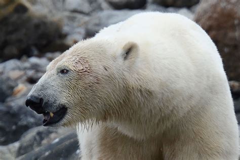 Photo: Polar bear