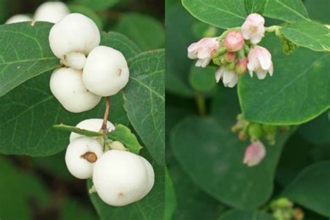 Symphoricarpos albus