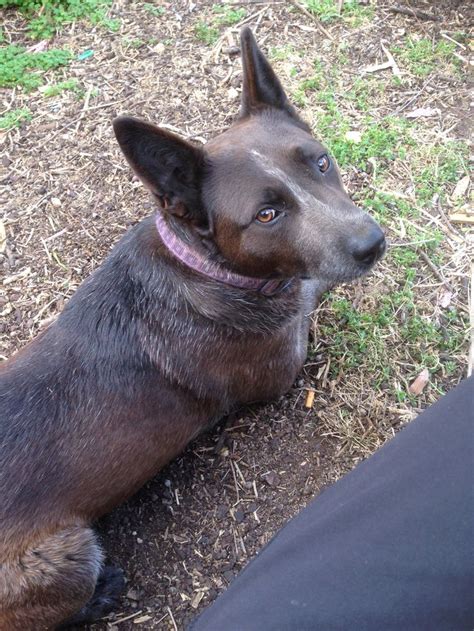 Chocolate Heeler. Australian Cattle Dog. | Blue heeler dogs, Aussie cattle dog, Austrailian ...