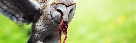 Owl Feeding - Owl Facts and Information