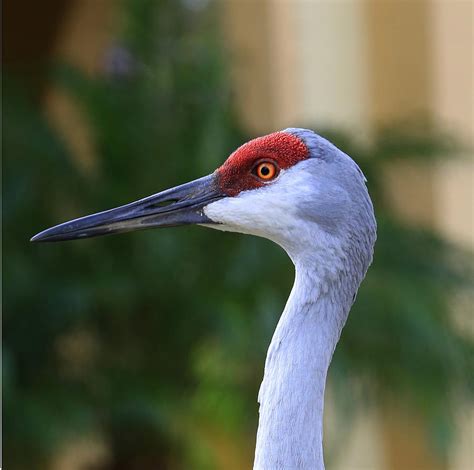 Sandhill Crane Bird Photograph by Mina Isaac