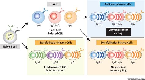 Programming Isotype-Specific Plasma Cell Function: Trends in Immunology