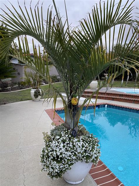 Additional plants in the same pot as palm trees? - PALMS IN POTS - PalmTalk