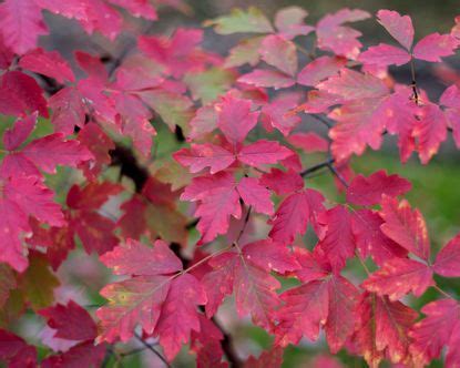 Best trees for fall color: create unbeatable autumn interest | Gardeningetc