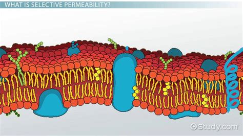 Selective Permeability | Definition, Importance & Examples - Lesson ...