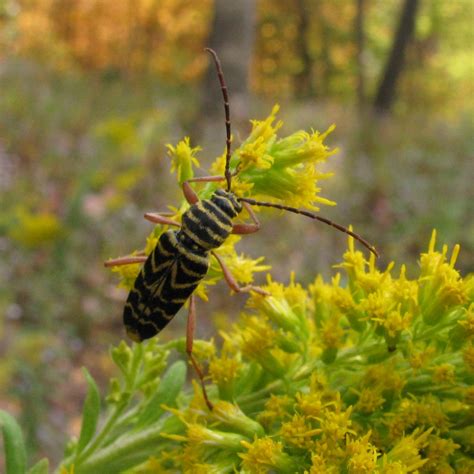 Locust Borer | While the larvae bore into Locust trees, the … | Flickr