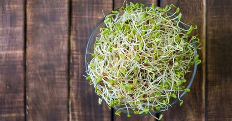 Alfalfa | Foods for arthritis, High protein vegetables, Alfalfa sprouts