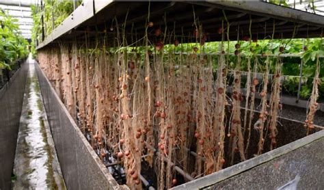 Aeroponics Farming Gains Momentum in India