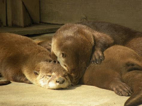 Mammals | Wolf Hollow Wildlife Rehabilitation Center