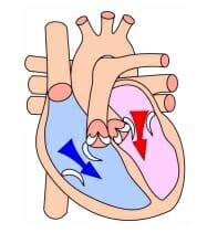 Diastole - Definition and Quiz | Biology Dictionary