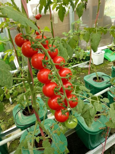 Hydroponic Tomato Garden | Fasci Garden