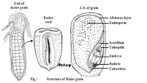 Structure Of Maize Grain Endospermic Seed Structure Monocot, 52% OFF