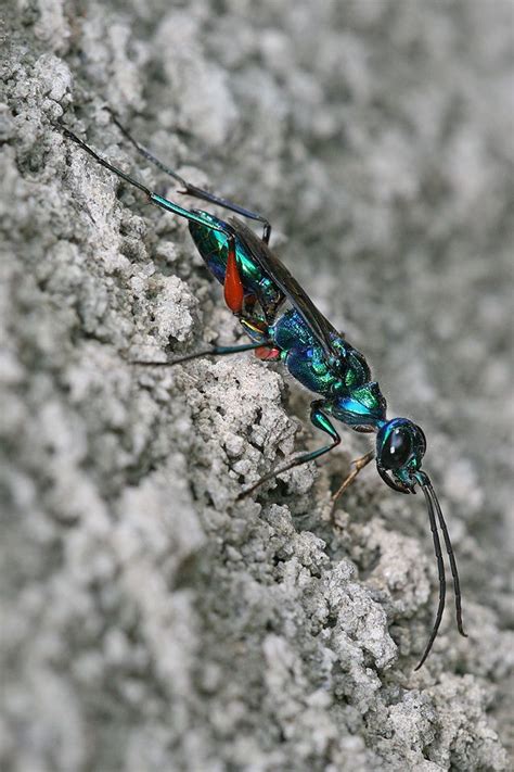 Emerald cockroach wasp - Wikipedia, the free encyclopedia | Wasp ...